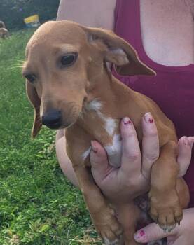 Lyra -  Dachshund and Beagle Dog for Adoption in Chiefland, Florida - Lyra | PetCurious