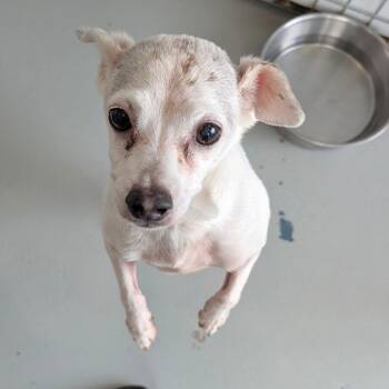 Chihuahua Dogs Available for Adoption - FLIT | PetCurious