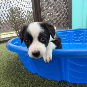 Aorta 6800 -  Mixed Breed Dog for Adoption in Loxahatchee Groves, Florida - Aorta 6800 | PetCurious