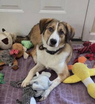 Felix -  Australian Shepherd Dog for Adoption in Winter Park, Colorado - Felix | PetCurious