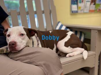 Dobby -  American Bulldog and Hound Dog for Adoption in Pawleys Island, South Carolina - Dobby | PetCurious