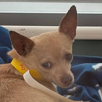 Thor -  Chihuahua and Mixed Breed Dog for Adoption in Middletown, Rhode Island - Thor | PetCurious