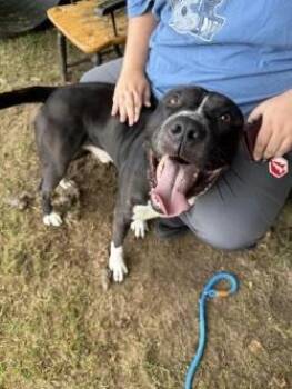 Ace -  Boxer and Pit Bull Terrier Dog for Adoption in Ellijay, Georgia - Ace | PetCurious