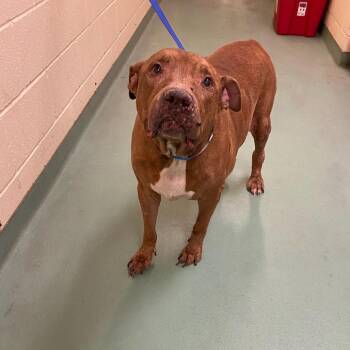 Charley -  Mixed Breed Dog for Adoption in Memphis, Tennessee - Charley | PetCurious