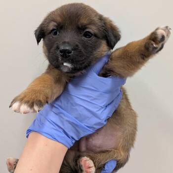 Mixed Breed Dogs Available for Adoption - Beau | PetCurious