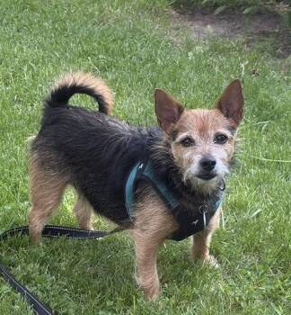 Poncho -  Yorkshire Terrier and Chihuahua Dog Available for Adoption in Polson, Montana - Poncho | PetCurious