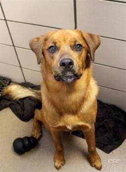 JAYLA -  Golden Retriever and Mixed Breed Dog for Adoption in Fort Wayne, Indiana - JAYLA | PetCurious
