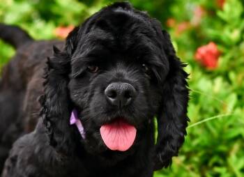 Souffle -  Cocker Spaniel Dog for Adoption in City Of Industry, California - Souffle | PetCurious