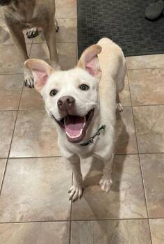 Alaskan Malamute and Staffordshire Bull Terrier Dogs Available for Adoption - Cider | PetCurious