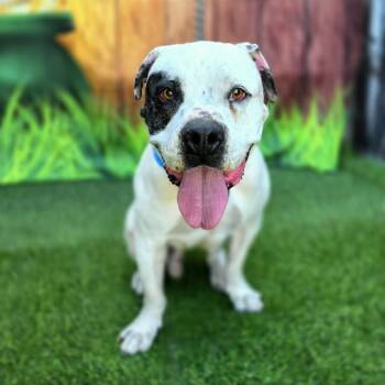 American Bulldog and Mixed Breed Dogs Available for Adoption - HANK | PetCurious