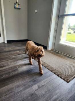 Golden Retriever and Poodle Dogs Available for Adoption in Valparaiso, Indiana - Ida | PetCurious
