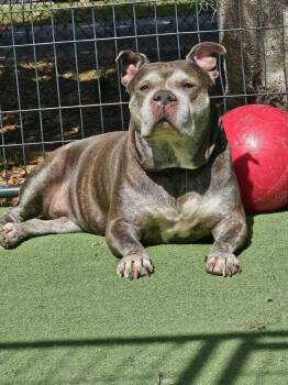 American Bulldog and Mixed Breed Dogs Available for Adoption in Lakeland, Florida - Henny | PetCurious