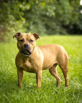 BOO (0125) -  American Staffordshire Terrier Dog for Adoption in Bridgeport, Connecticut - BOO (0125) | PetCurious