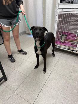 Pit Bull Terrier Dogs Available for Adoption in Sorrento, Louisiana - Crawfish | PetCurious