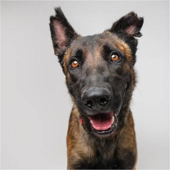 Max -  German Shepherd Dog and Mixed Breed Dog for Adoption in Palm Springs, California - Max | PetCurious