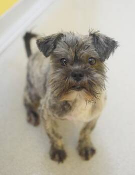 Shih Tzu Dogs Available for Adoption in Pontiac, Michigan - Muddy Buddy | PetCurious