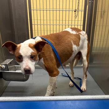 Mixed Breed Dogs Available for Adoption in Memphis, Tennessee - Tammy Tam | PetCurious