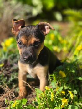 Laverne -  Chihuahua and Yorkshire Terrier Dog for Adoption in Williamsburg, Virginia - Laverne | PetCurious
