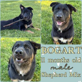 Bogart -  German Shepherd Dog and Rottweiler Dog for Adoption in Grantville, Pennsylvania - Bogart | PetCurious