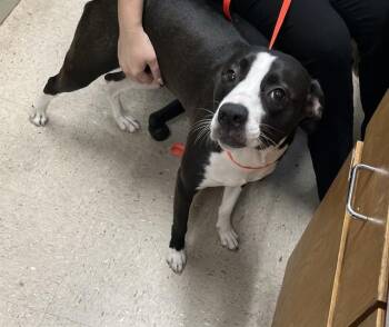 WHITNEY -  Labrador Retriever and Mixed Breed Dog for Adoption in Killeen, Texas - WHITNEY | PetCurious