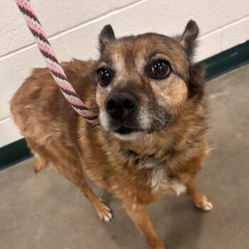 Foxy Brown -  Mixed Breed Dog for Adoption in Reno, Nevada - Foxy Brown | PetCurious