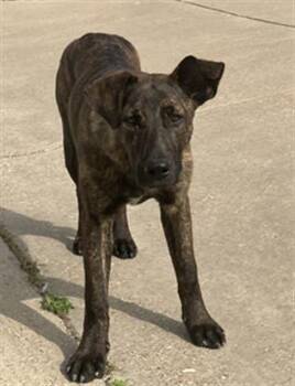 Mixed Breed Dogs Available for Adoption in Dallas, Texas - JET | PetCurious