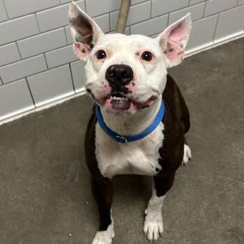 Shirmp -  Mixed Breed Dog for Adoption in Pittsburgh, Pennsylvania - Shirmp | PetCurious