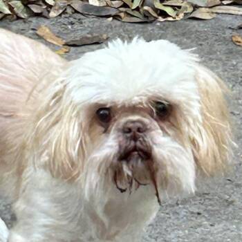 Shih Tzu Dogs Available for Adoption - Sheldon | PetCurious
