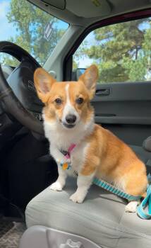 Corgi Dogs Available for Adoption in Denver, Colorado - Mango | PetCurious