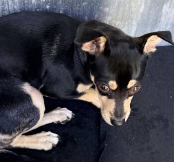 A823633 -  Chihuahua Dog for Adoption in San Antonio, Texas - A823633 | PetCurious