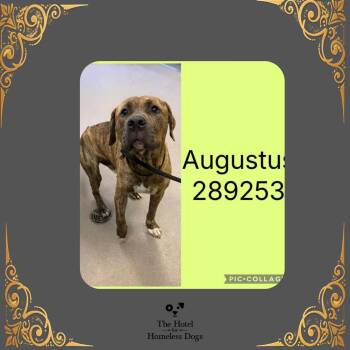 Augustus -  American Staffordshire Terrier and Mastiff Dog for Adoption in Cumberland, Rhode Island - Augustus | PetCurious