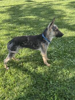 Phoenix -  German Shepherd Dog Dog for Adoption in New Albany, Ohio - Phoenix | PetCurious