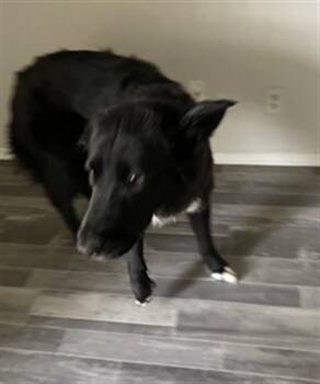 German Shepherd Dog and Mixed Breed Dogs Available for Adoption in Killeen, Texas - GRIZZ | PetCurious