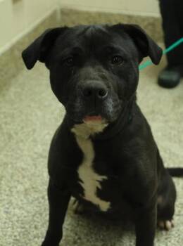 Pit Bull Terrier and Mixed Breed Dogs Available for Adoption in Westland, Michigan - Mya | PetCurious