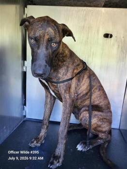 RUSTY -  Doberman Pinscher Dog for Adoption in San Antonio, Texas - RUSTY | PetCurious