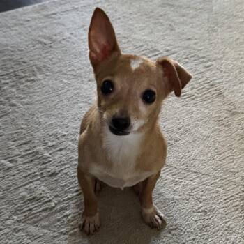 Toby -  Chihuahua Dog for Adoption in Apple Valley, California - Toby | PetCurious