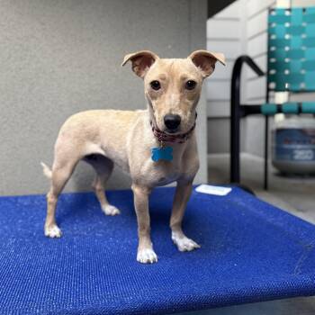 Charmaine -  Chihuahua Dog for Adoption in Fort Collins, Colorado - Charmaine | PetCurious