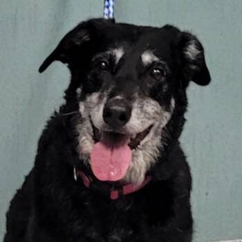 Rescue Australian Shepherd and Border Collie Dogs for Adoption in Greenville, South Carolina - Shayla | PetCurious