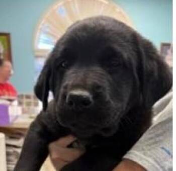 Rottweiler and Mixed Breed Dogs Available for Adoption - Kobe | PetCurious