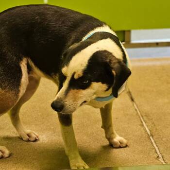 D-Shirley -  Mixed Breed Dog for Adoption in Tulsa, Oklahoma - D-Shirley | PetCurious