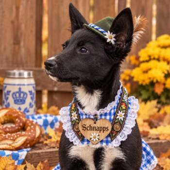 Schnapps (blue collar) -  Mixed Breed Dog for Adoption in Bismarck, North Dakota - Schnapps (blue Collar) | PetCurious