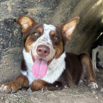 Gus in NH Come Meet our Adoptable Dogs Wednesday-Saturday. More  -  Australian Shepherd and Cattle Dog Dog for Adoption in Manchester, New Hampshire - Gus In NH Come Meet Our Adoptable Dogs Wednesday-Saturday. More  | PetCurious
