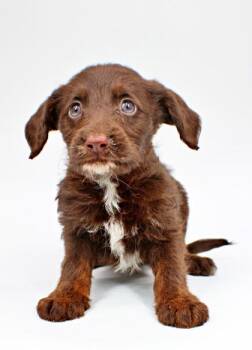 Poodle and Mixed Breed Dogs Available for Adoption in Morton Grove, Illinois - Evelyn | PetCurious