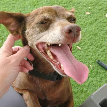 Jackie -  Chihuahua Dog for Adoption in Austin, Texas - Jackie | PetCurious