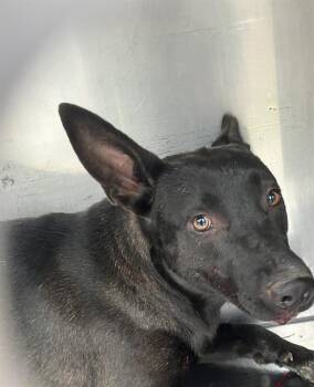 Mixed Breed Dogs Available for Adoption in Dallas, Texas - BLACK | PetCurious