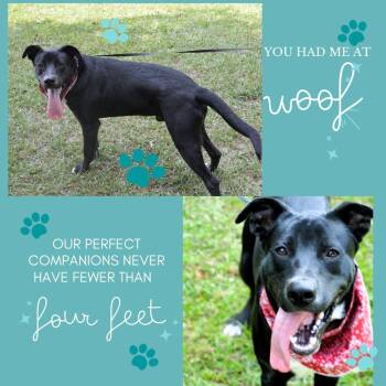 Rescue Terrier and Labrador Retriever Dogs for Adoption in Falmouth, Maine - Handsome Bear | PetCurious