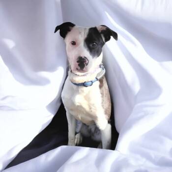 Rescue Terrier and Mixed Breed Dogs for Adoption in Cumberland, Maryland - Maisy | PetCurious