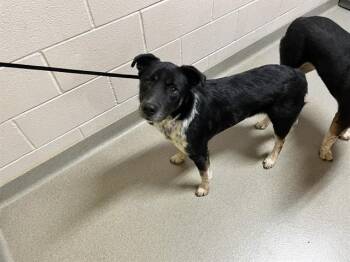 BUBBA -  Australian Cattle Dog Blue Heeler and German Shepherd Dog Dog for Adoption in Colorado Springs, Colorado - BUBBA | PetCurious