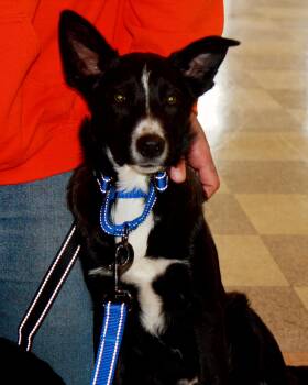 Australian Cattle Dog Blue Heeler and Husky Dogs Available for Adoption in Rockwell City, Iowa - Chase | PetCurious