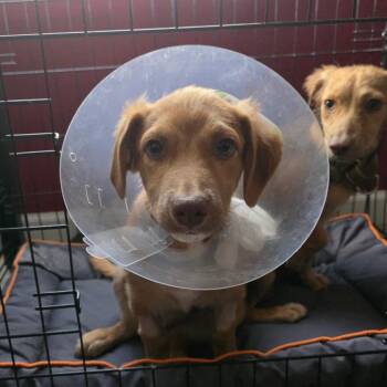 Snickers -  Havanese and Dachshund Dog for Adoption in Chandler, Arizona - Snickers | PetCurious